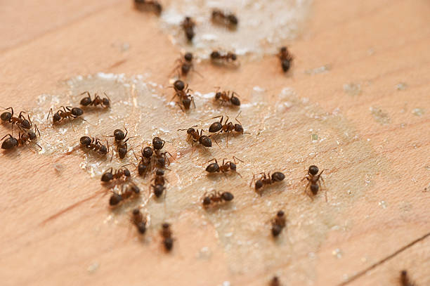 Best Ant Control Services  in Estes Park, CO